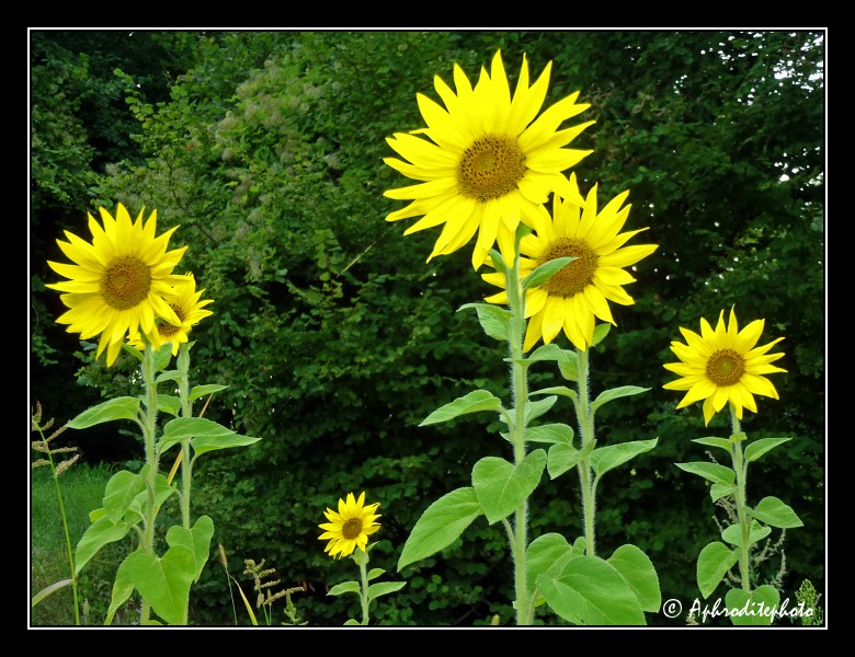 018 Fleurs